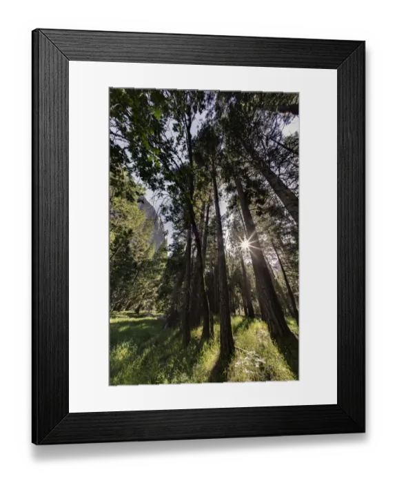 Framed Print : Sunlight through pine trees, Yosemite Valley, Yosemite National Park, California