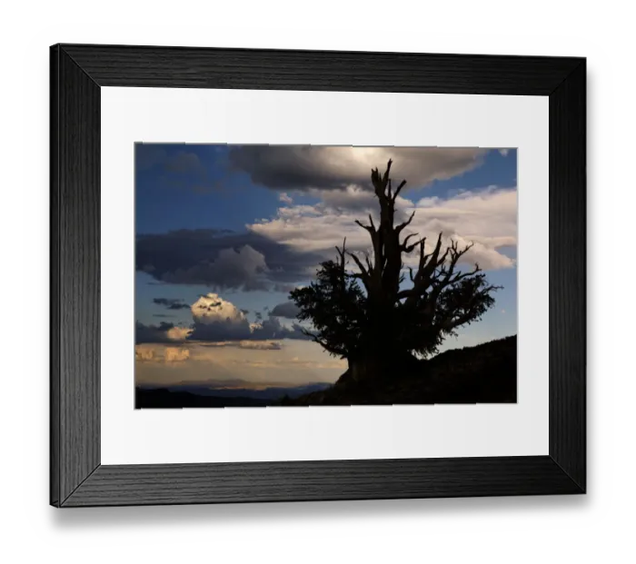Framed Print : Bristlecone pine silhouetted at sunset, White Mountains, Inyo National Forest, California Framed Print : Bristlecone pine silhouetted at sunset, White Mountains, Inyo National Forest, California