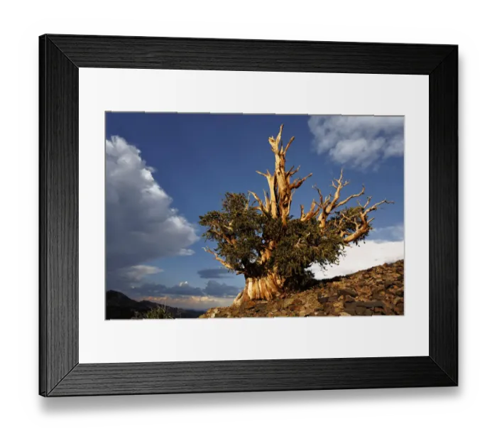 Framed Print : Bristlecone pine at sunset, White Mountains, Inyo National Forest, California Framed Print : Bristlecone pine at sunset, White Mountains, Inyo National Forest, California