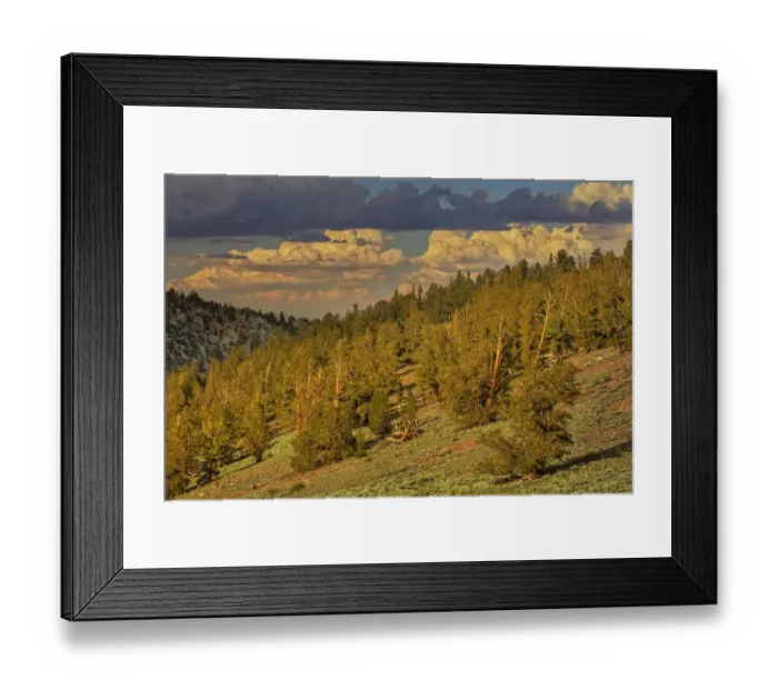 Framed Print : Bristlecone pine forest at sunset, White Mountains, Inyo National Forest, California Framed Print : Bristlecone pine forest at sunset, White Mountains, Inyo National Forest, California