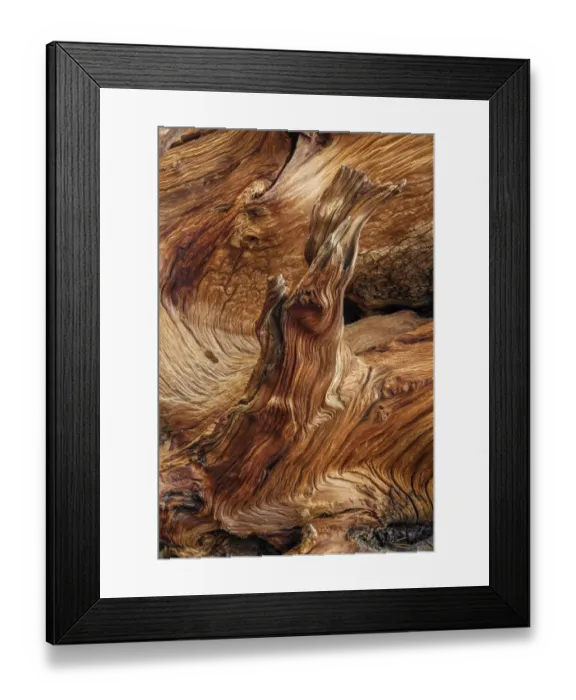 Framed Print : Pattern in wood of Bristlecone pine, White Mountains, Inyo National Forest, California