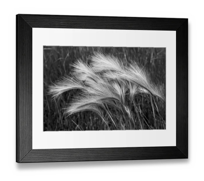 Framed Print : Foxtail grasses, Mono Lake, Tufa State Natural Reserve, California