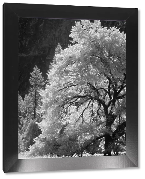 Yosemite Valley in infrared black and white, Yosemite National Park, California