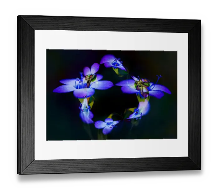Framed Print : Abstract of Davy Gilia flowers, Antelope Valley California Poppy Preserve, Lancaster, California Framed Print : Abstract of Davy Gilia flowers, Antelope Valley California Poppy Preserve, Lancaster, California