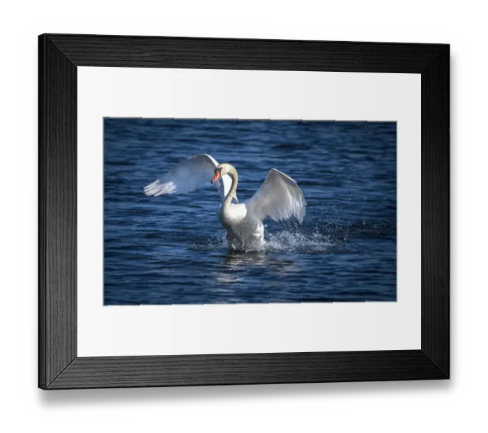 Framed Print : Usa, California. A mute swan flaps its huge wings during courting behavior on a California pond