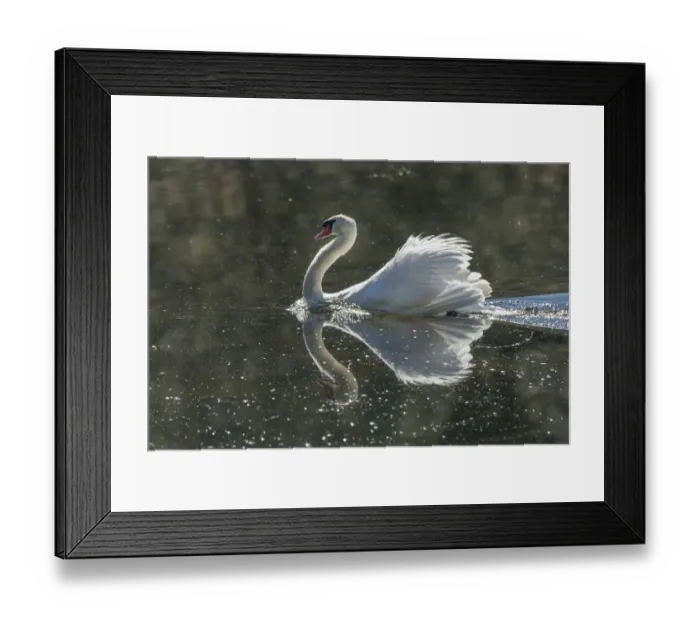 Framed Print : Usa, California. A mute swan fans its wings during courtship behavior