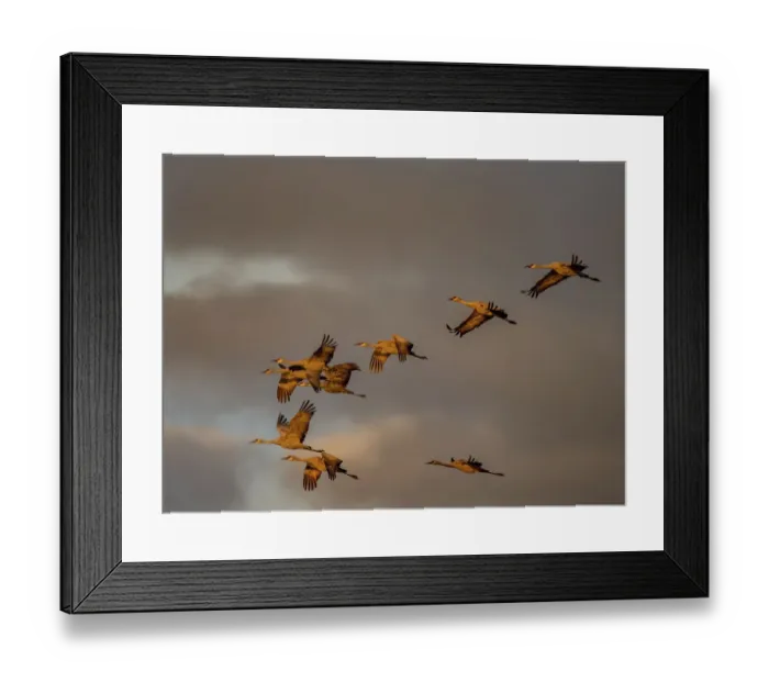 Framed Print : Usa, California. A flock of sandhill cranes flies at sunset, near Lodi, California Framed Print : Usa, California. A flock of sandhill cranes flies at sunset, near Lodi, California