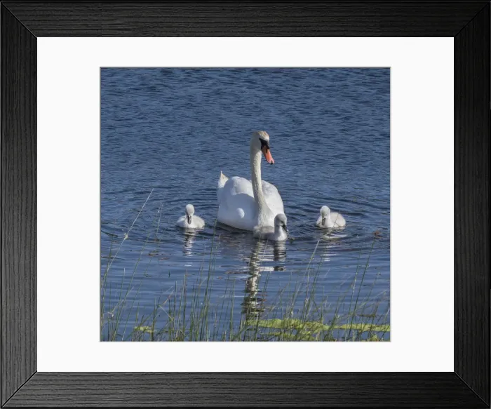 Framed Print : Usa, California. A mute swan tends to her cygnets on a California pond Framed Print : Usa, California. A mute swan tends to her cygnets on a California pond