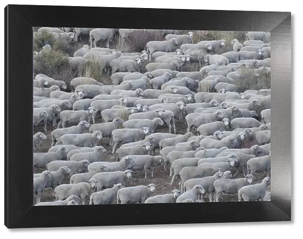 Usa, California. Shepherds guide huge herds of sheep in the high Sierras near Bodie