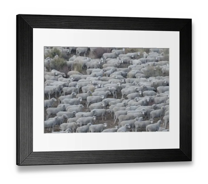 Framed Print : Usa, California. Shepherds guide huge herds of sheep in the high Sierras near Bodie Framed Print : Usa, California. Shepherds guide huge herds of sheep in the high Sierras near Bodie
