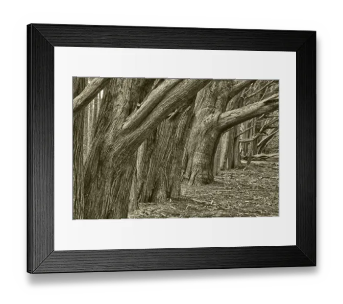 Framed Print : Usa, California. Huge cypress trees grow in a line near a Point Reyes road Framed Print : Usa, California. Huge cypress trees grow in a line near a Point Reyes road