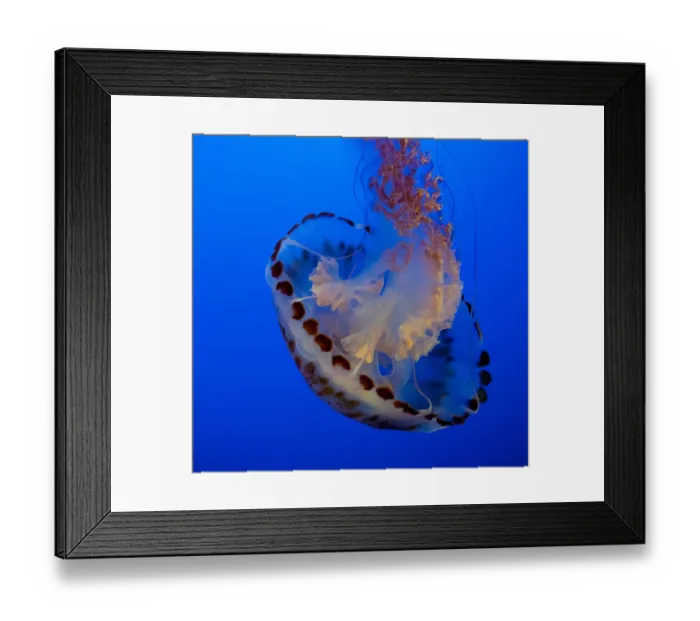 Framed Print : Usa, California. This beautiful purple striped jellyfish glides gracefully at the Monterey Aquarium Framed Print : Usa, California. This beautiful purple striped jellyfish glides gracefully at the Monterey Aquarium