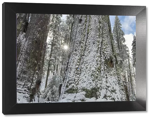 Usa, California. Fresh snow on giant sequoias in Calaveras Big Trees State Park near Murphys
