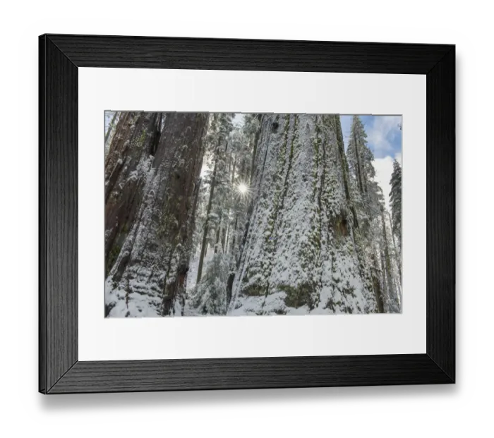 Framed Print : Usa, California. Fresh snow on giant sequoias in Calaveras Big Trees State Park near Murphys