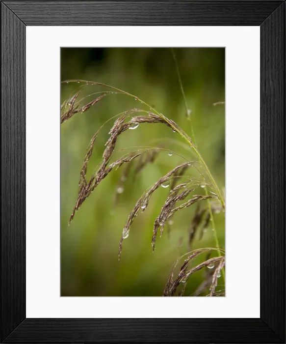 Framed Print : Rain drops glisten on this weed in spring Framed Print : Rain drops glisten on this weed in spring