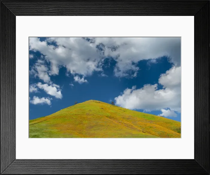 Framed Print : A field of poppies turns a mountainside yellow in spring Framed Print : A field of poppies turns a mountainside yellow in spring