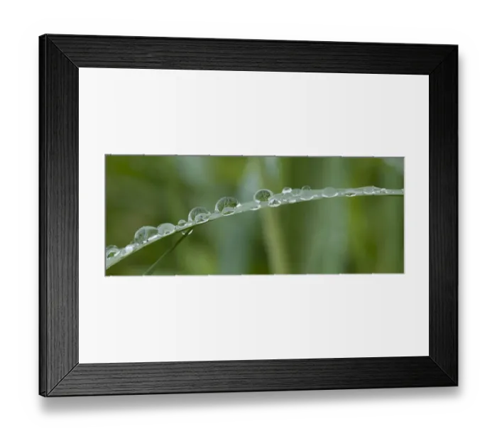 Framed Print : Usa, California. Raindrops crowd this grass blade in Lotus, California Framed Print : Usa, California. Raindrops crowd this grass blade in Lotus, California