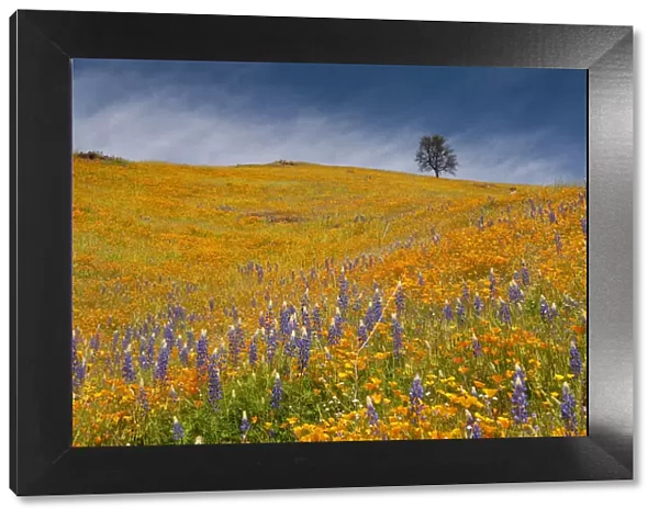 Usa, California. A field of poppies and lupines turns a mountainside yellow and blue in spring