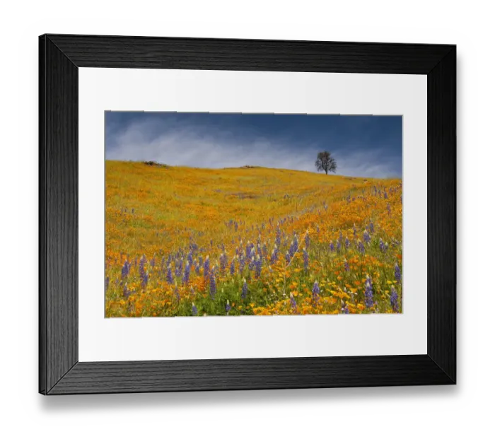 Framed Print : Usa, California. A field of poppies and lupines turns a mountainside yellow and blue in spring