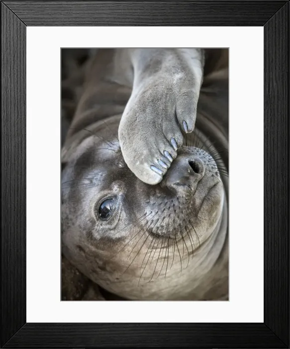 Framed Print : Usa, California. A curious elephant seal pup goes eye to the eye with the photographer next to the Lifeboat Station at Point Reyes Framed Print : Usa, California. A curious elephant seal pup goes eye to the eye with the photographer next to the Lifeboat Station at Point Reyes