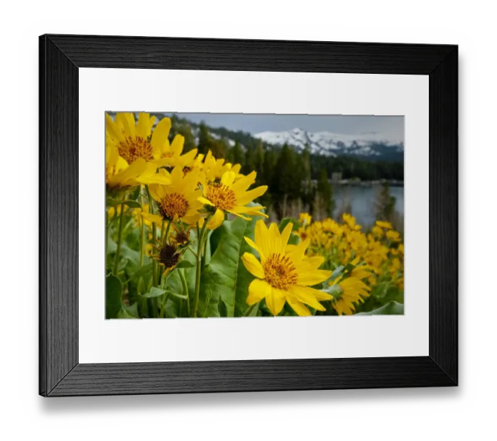 Framed Print : Summer, mule ear flowers flourish along the edges of Caples Lake in the Carson Pass area Framed Print : Summer, mule ear flowers flourish along the edges of Caples Lake in the Carson Pass area