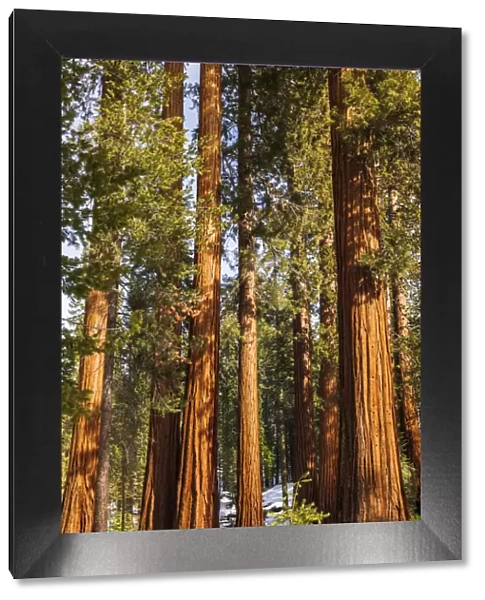 Giant Sequoia (Sequoiadendron giganteum) in the Mariposa Grove, Yosemite National Park, California USA