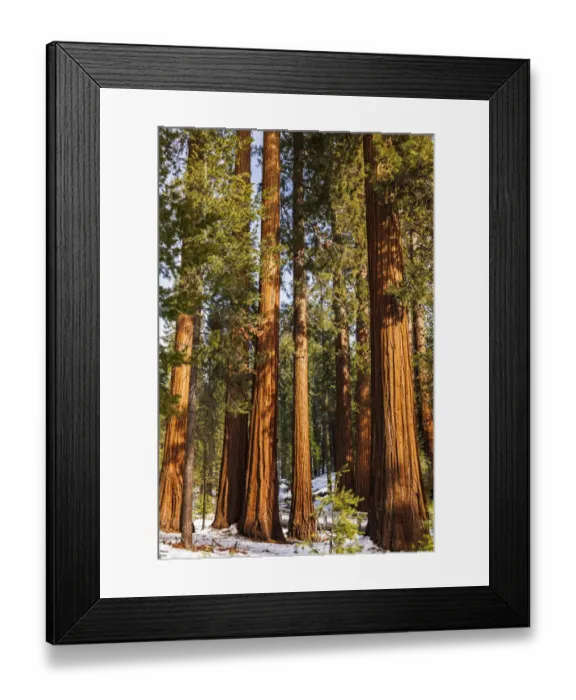 Framed Print : Giant Sequoia (Sequoiadendron giganteum) in the Mariposa Grove, Yosemite National Park, California USA Framed Print : Giant Sequoia (Sequoiadendron giganteum) in the Mariposa Grove, Yosemite National Park, California USA