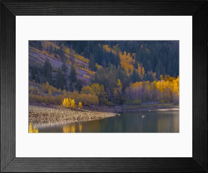 Framed Print : Usa, California, Sierra Nevada. Lundy Lake, Glowing aspens dwarf this kayaker on Lundy Lake Framed Print : Usa, California, Sierra Nevada. Lundy Lake, Glowing aspens dwarf this kayaker on Lundy Lake