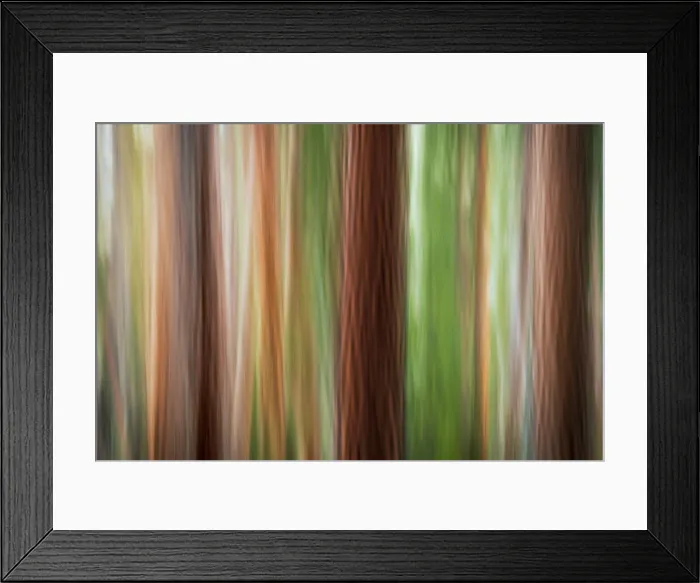 Framed Print : Forest abstract, Yosemite National Park, California USA Framed Print : Forest abstract, Yosemite National Park, California USA