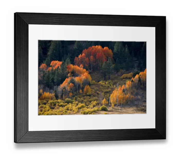 Framed Print : Usa, California, Sierra Nevada. Hope Valley. Aspens glow a brilliant orange during fall Framed Print : Usa, California, Sierra Nevada. Hope Valley. Aspens glow a brilliant orange during fall