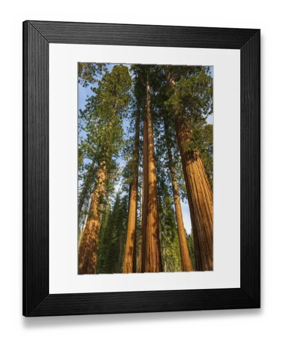 Framed Print : Giant Sequoia (Sequoiadendron giganteum) in the Mariposa Grove, Yosemite National Park, California USA Framed Print : Giant Sequoia (Sequoiadendron giganteum) in the Mariposa Grove, Yosemite National Park, California USA