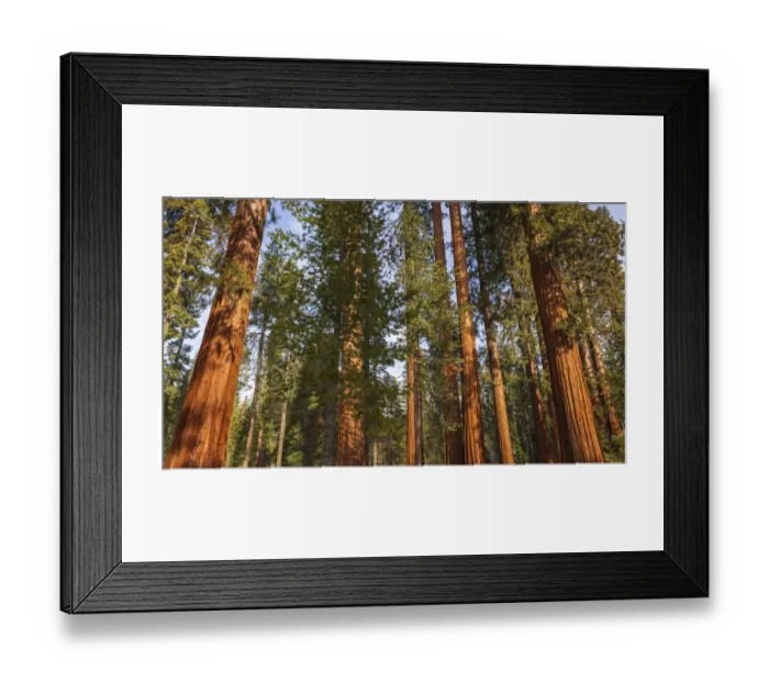 Framed Print : Giant Sequoia (Sequoiadendron giganteum) in the Mariposa Grove, Yosemite National Park, California USA