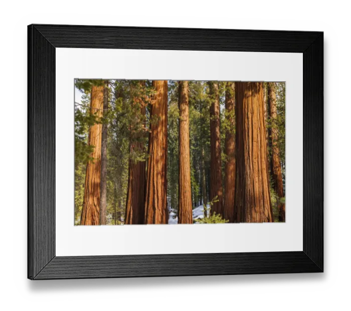 Framed Print : Giant Sequoia (Sequoiadendron giganteum) in the Mariposa Grove, Yosemite National Park, California USA