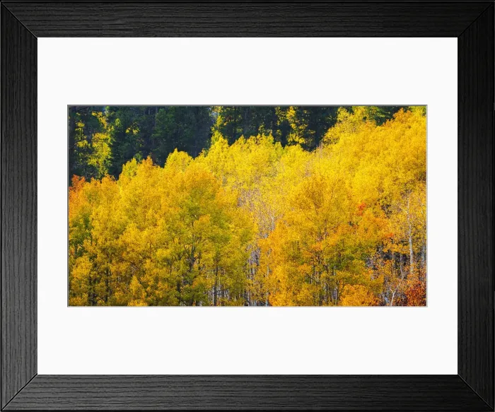 Framed Print : Quaking aspen in full autumn color along Bishop Creek, Inyo National Forest, California USA Framed Print : Quaking aspen in full autumn color along Bishop Creek, Inyo National Forest, California USA