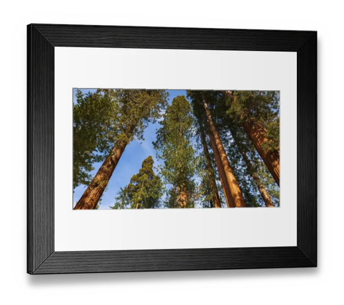 Framed Print : Giant Sequoia (Sequoiadendron giganteum) in the Mariposa Grove, Yosemite National Park, California USA Framed Print : Giant Sequoia (Sequoiadendron giganteum) in the Mariposa Grove, Yosemite National Park, California USA