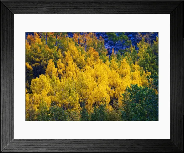 Framed Print : Quaking aspen in full autumn color along Bishop Creek, Inyo National Forest, California USA Framed Print : Quaking aspen in full autumn color along Bishop Creek, Inyo National Forest, California USA