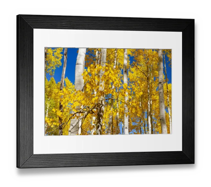 Framed Print : Aspen trees in autumn turning goldin Snowmass Framed Print : Aspen trees in autumn turning goldin Snowmass