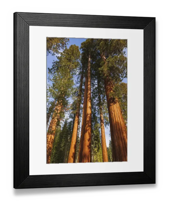 Framed Print : Giant Sequoia (Sequoiadendron giganteum) in the Mariposa Grove, Yosemite National Park, California USA Framed Print : Giant Sequoia (Sequoiadendron giganteum) in the Mariposa Grove, Yosemite National Park, California USA
