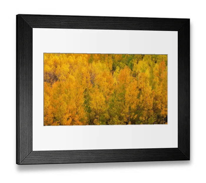 Framed Print : Fall color along Bishop Creek, Inyo National Forest, California USA