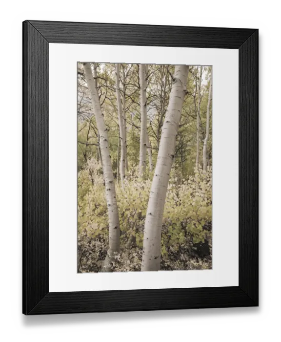 Framed Print : Fall color along Bishop Creek, Inyo National Forest, California USA