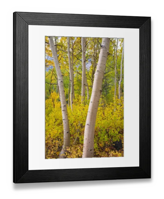 Framed Print : Fall color along Bishop Creek, Inyo National Forest, California USA Framed Print : Fall color along Bishop Creek, Inyo National Forest, California USA