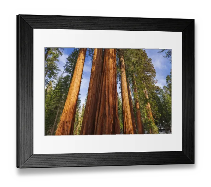 Framed Print : Giant Sequoia (Sequoiadendron giganteum) in the Mariposa Grove, Yosemite National Park, California USA