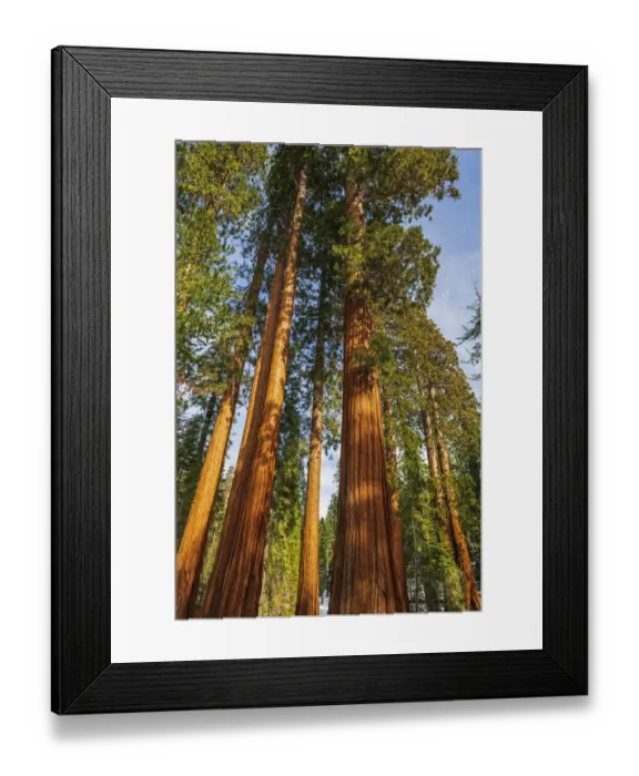 Framed Print : Giant Sequoia (Sequoiadendron giganteum) in the Mariposa Grove, Yosemite National Park, California USA Framed Print : Giant Sequoia (Sequoiadendron giganteum) in the Mariposa Grove, Yosemite National Park, California USA