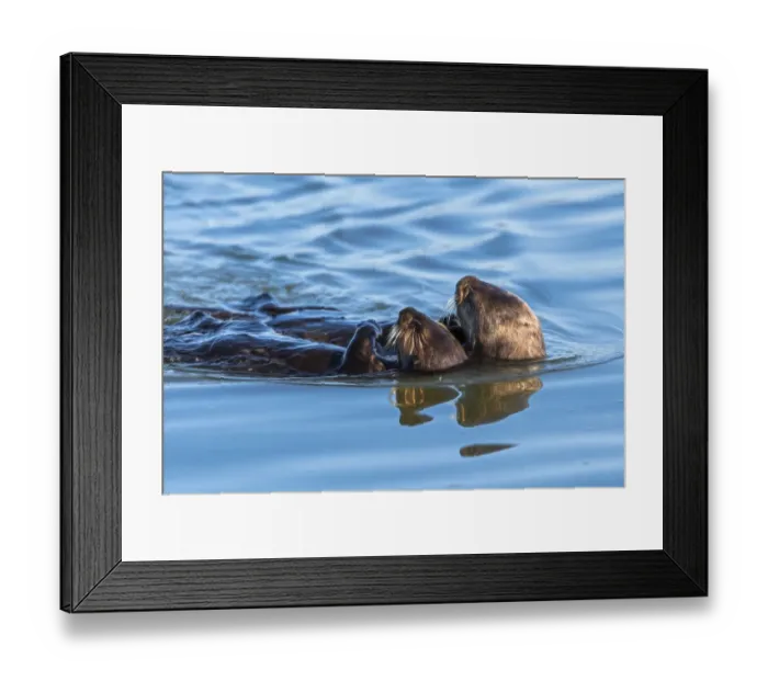 Framed Print : A juvenile and mother sea otter float together serenely in Moss Landing Harbor, California Framed Print : A juvenile and mother sea otter float together serenely in Moss Landing Harbor, California