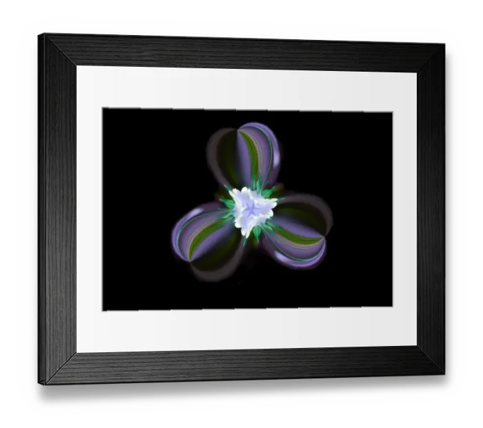 Framed Print : Columbine Flower, Colorado Framed Print : Columbine Flower, Colorado