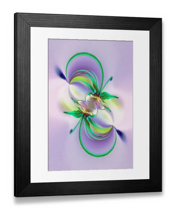 Framed Print : Columbine flower, Colorado Framed Print : Columbine flower, Colorado