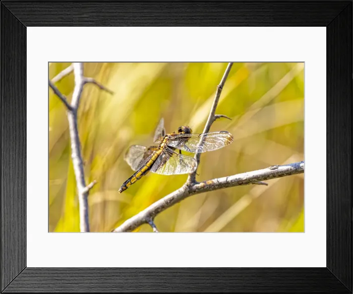Framed Print : USA, Colorado, Boulder. Dragonfly on stem Framed Print : USA, Colorado, Boulder. Dragonfly on stem