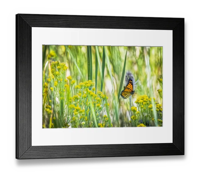 Framed Print : USA, Colorado, Boulder. Monarch butterfly in flight among flowers