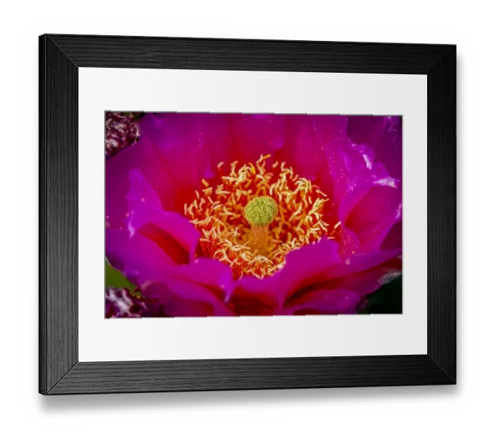 Framed Print : USA, Colorado, Fort Collins. Prickly pear cactus flower close-up Framed Print : USA, Colorado, Fort Collins. Prickly pear cactus flower close-up