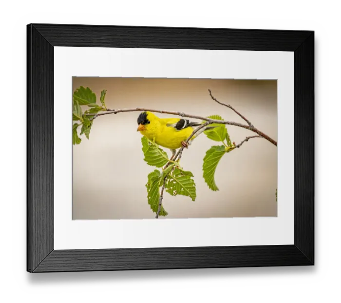 Framed Print : USA, Colorado, Fort Collins. Male American goldfinch close-up